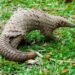 pangolin
