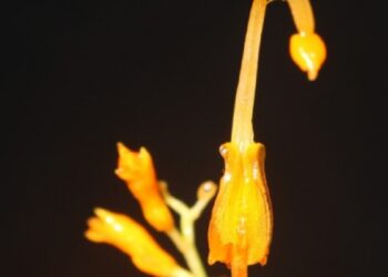 Meghalaya ginger species