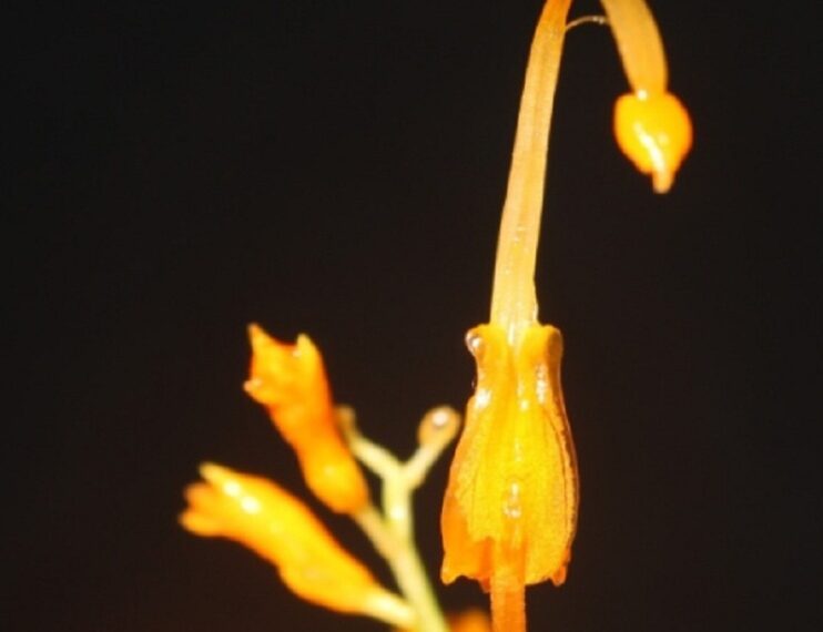 Meghalaya ginger species