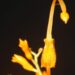 Meghalaya ginger species
