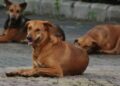 stray dogs