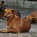 stray dogs