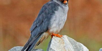 Amur falcon