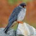 Amur falcon