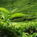 ASSAM TEA