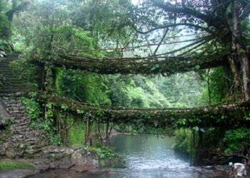 MEGHALAYA LIVING ROOT BRIDGE