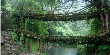 MEGHALAYA LIVING ROOT BRIDGE