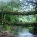 MEGHALAYA LIVING ROOT BRIDGE