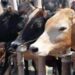 cow