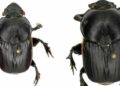 Rare Dung ​Beetle species found in Meghalaya’s forest near Nongkhyllem Wildlife Sanctuary.