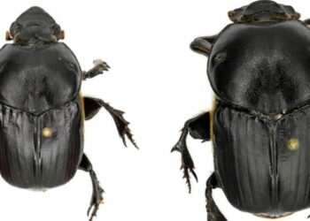 Rare Dung ​Beetle species found in Meghalaya’s forest near Nongkhyllem Wildlife Sanctuary.