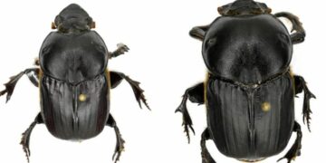 Rare Dung ​Beetle species found in Meghalaya’s forest near Nongkhyllem Wildlife Sanctuary.