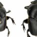 Rare Dung Beetle species found in Meghalaya’s forest near Nongkhyllem Wildlife Sanctuary.