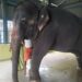 joymala elephant