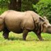 rhino