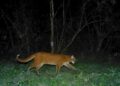 Presence of ‘Asiatic golden cat’ reconfirmed in Assam’s Manas National park
