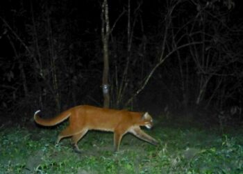 Presence of ‘Asiatic golden cat’ reconfirmed in Assam’s Manas National park