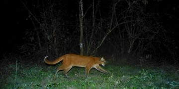 Presence of ‘Asiatic golden cat’ reconfirmed in Assam’s Manas National park