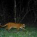 Presence of ‘Asiatic golden cat’ reconfirmed in Assam’s Manas National park