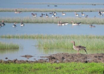 NGO Aaranyak calls for protection of Assam’s avian visitors