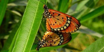 Arunachal Pradesh: Namdapha National Park hosts 7th Butterfly Meet and Nature Camp