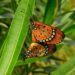 Arunachal Pradesh: Namdapha National Park hosts 7th Butterfly Meet and Nature Camp
