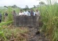 Nine pygmy hogs released back in Assam’s Manas National Park