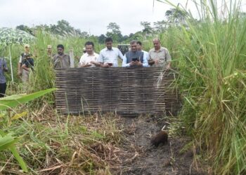 Nine pygmy hogs released back in Assam’s Manas National Park