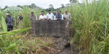 Nine pygmy hogs released back in Assam’s Manas National Park