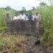 Nine pygmy hogs released back in Assam’s Manas National Park