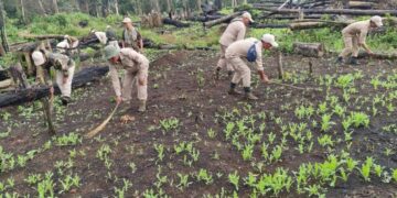 Over 10 acres of poppy plantation destroyed in Manipur’s Tamenglong