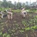Over 10 acres of poppy plantation destroyed in Manipur’s Tamenglong