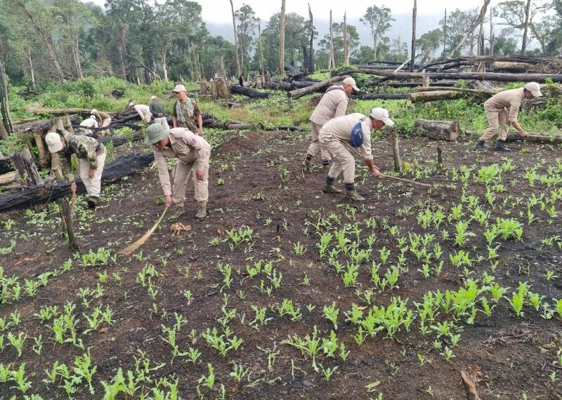 Over 10 acres of poppy plantation destroyed in Manipur’s Tamenglong