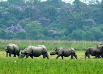 Assam: NGT team finds brick kilns within proposed ESZ of Pobitora Wildlife Sanctuary