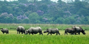 Assam: NGT team finds brick kilns within proposed ESZ of Pobitora Wildlife Sanctuary