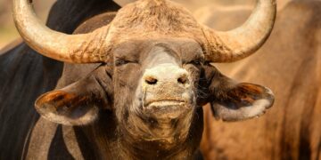 Representational image (pixabay0