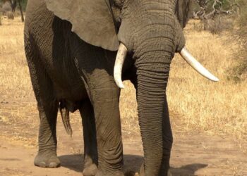 Representational image (pixabay)