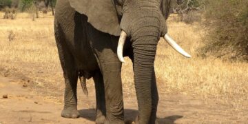 Representational image (pixabay)