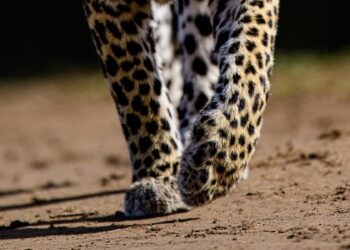 Representational image (pixabay)