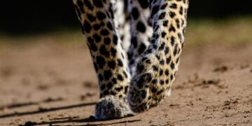 Representational image (pixabay)