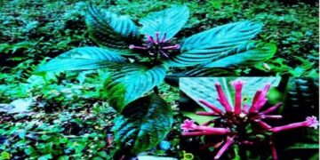 NEIAFMR researchers discover new plant species from Arunachal Pradesh’s Mayodia