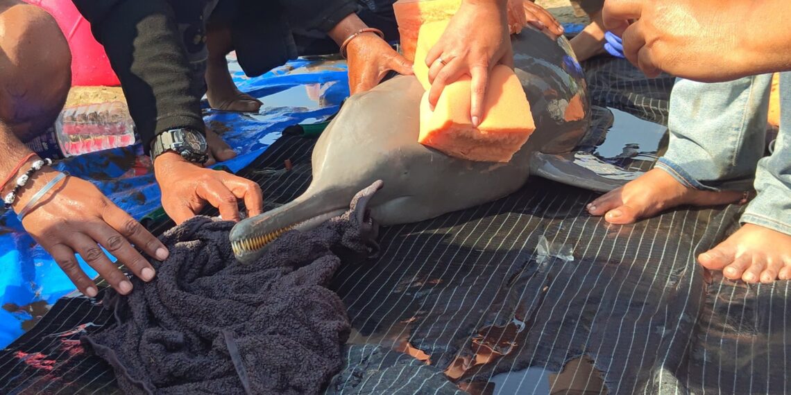 The male river dolphin (ranjeetnature/X)