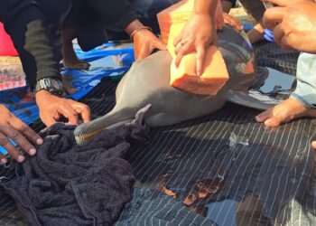 The male river dolphin (ranjeetnature/X)
