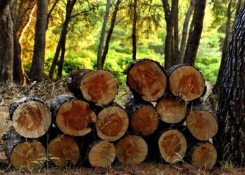 Representational image (pixabay)