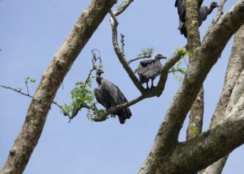 Aaranyak recognises community efforts in vulture conservation