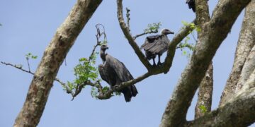 Aaranyak recognises community efforts in vulture conservation