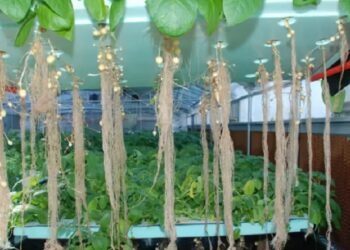Mizoram Agriculture Minister inaugurates aeroponic potato seed production facility in Kolasib