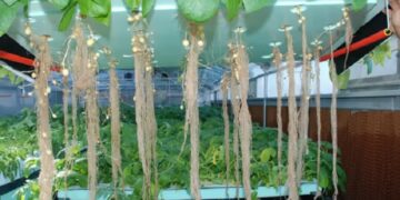 Mizoram Agriculture Minister inaugurates aeroponic potato seed production facility in Kolasib