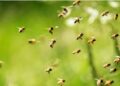 Several students stung by bees at Bogarighat ME School in Assam’s West Karbi Anglong