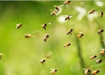 Several students stung by bees at Bogarighat ME School in Assam’s West Karbi Anglong